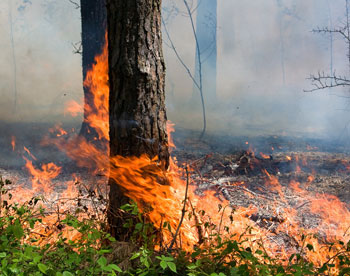 В России уже горят леса 