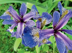 Болезни ириса