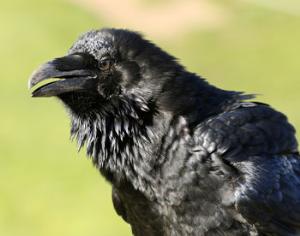 Вороны помнят друзей и врагов