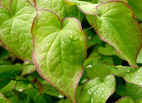 Растения для тени. Горянка красная, листья, Epimedium x rubrum