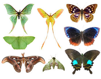 В Ханты-Мансийске проходит выставка живых экзотических бабочек 