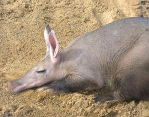 В России появились первые трубкозубы