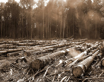 Цаговский лес зачистили от экологов 