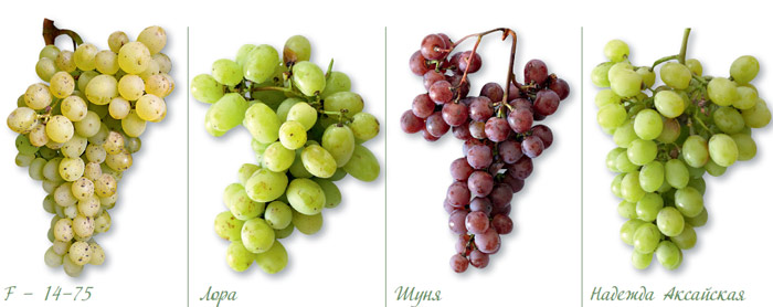 Сорта винограда для Мурманской области названия, фото, описание