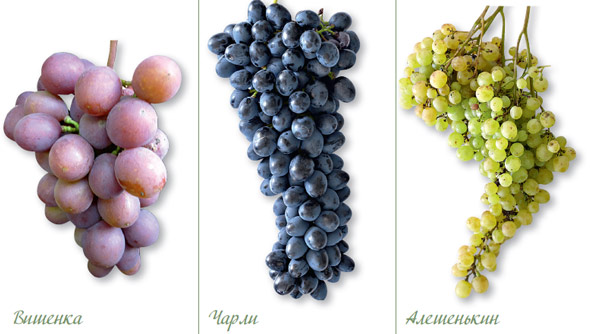 российские сорта винограда