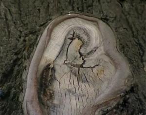 На срубе дерева проявился нерукотворный образ Богородицы