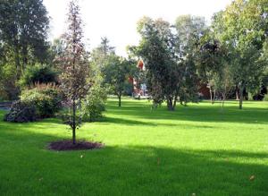 Новая услуга - возрождение сада