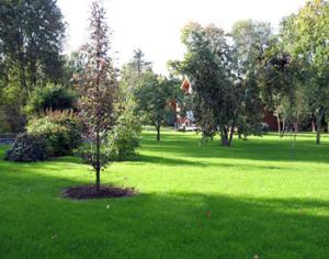 Появилась новая услуга - возрождение сада