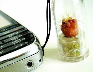 В России продаются брелоки с живыми растениями