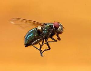 В Китае будут считать мух в туалетах