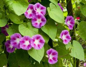 Онищенко запретил оккультные растения