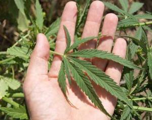 На московском газоне взошла конопля