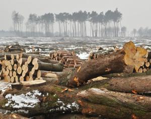 Многие российские магазины мебели и паркета экологически несознательны