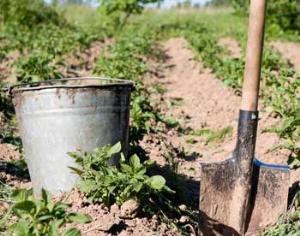 Садоводы Петербурга и Ленобласти получат скидки на бензин, газ и строительные материалы