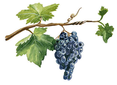 выращивание винограда, перекрут лозы