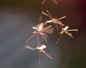 Выяснилось, как комары летают во время дождя