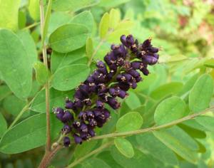 Растения на кладбище заплакали кровью