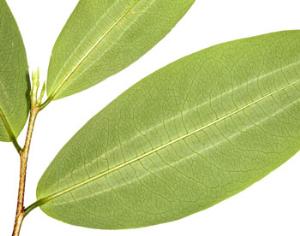 Ученые выяснили, как растение коки производит кокаин