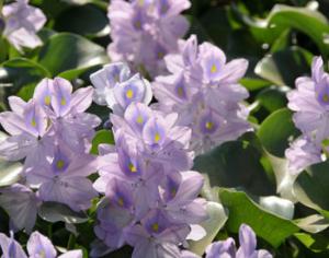 Южноамериканский гиацинт может очищать воду