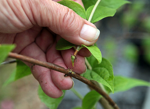 Размножение садового жасмина черенками, как взять черенок