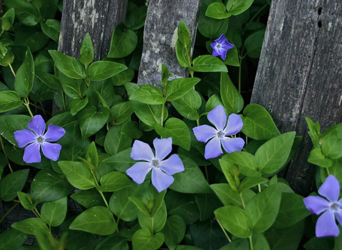 Растения для тени. Барвинок малый, Vinca minor