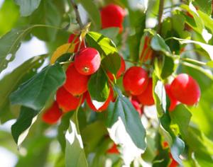 Вдоль Савеловской железной дороги устроят яблоневый сад