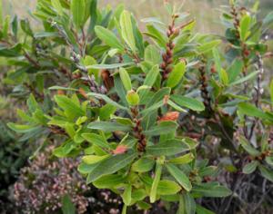 Краснокнижное растение, попавшее под трассу, пересаживают в заповедник