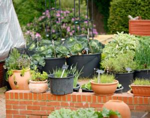 Горшки ограничивают рост растений
