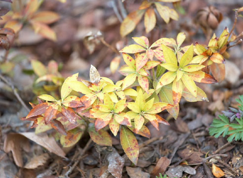 Рододендрон, Rhododendron со следами повреждений болезнью