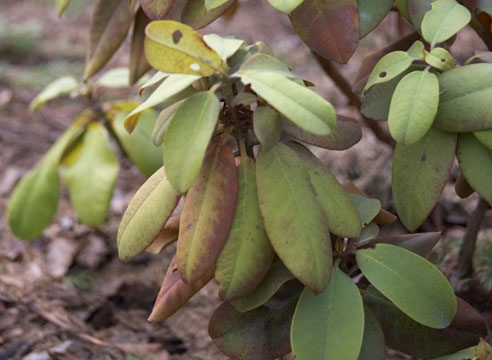 Рододендрон, Rhododendron со следами повреждений