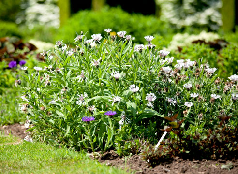 Василек горный, Centaurеa montana, куртина в саду