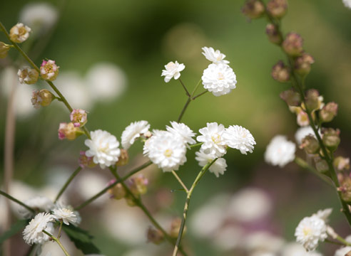 Гипсофила метельчатая, Gypsophila paniculata