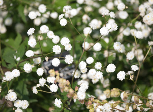 Гипсофила метельчатая, Gypsophila paniculata