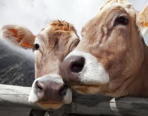 Французских коров отпаивают красным вином