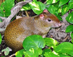 Грызуны могут спасти растение от вымирания