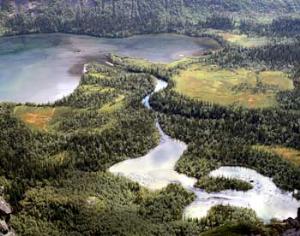 В Хибинах начались рубки леса