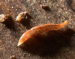 В Англии обнаружен шестидесятиглазый червяк