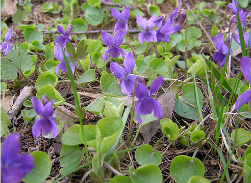 Растения для тени. Фиалка душистая, Viola odorata