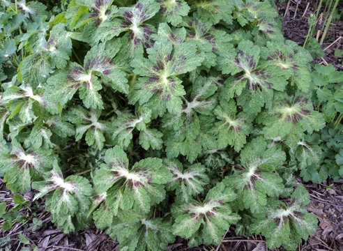 Растения для тени. Герань красно-бурая, Geranium phaeum Spring Time