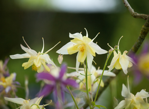 Растения для тени. Аквилегия золотистоцветковая, Aquilegia chrysantha Yellow Queen