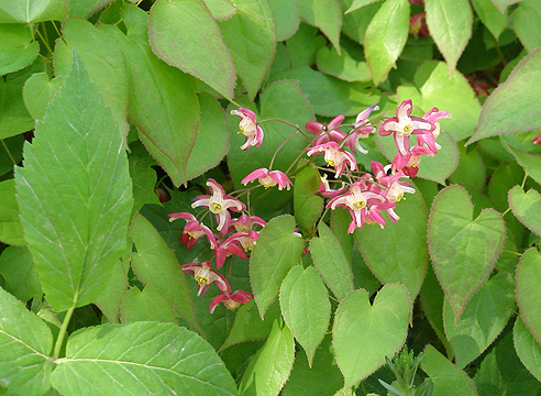 Растения для тени. Горянка красная, цветки Epimedium x rubrum