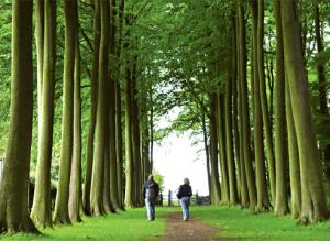 Фитонциды в саду: охотники за микробами