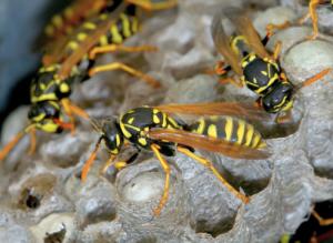 Как избавиться от ос 