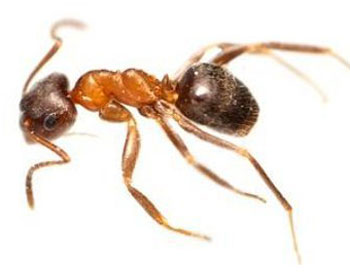 Бродвейские муравьи сидят на особой диете 