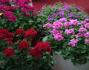 На ВВЦ состоялась выставка Цветы. Фоторепортаж