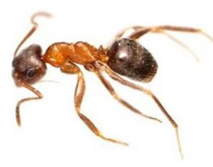 Бродвейские муравьи сидят на особой диете