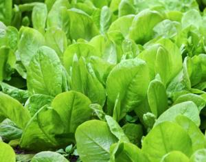 Американские учёные открыли шпинатовое электричество