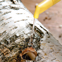 Выращивание грибов на бревнах. Шаг 3