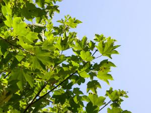 Дагестанские деревья-старожилы будут награждены кубком