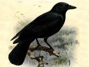 Вороны понимают причины и следствия окружающих явлений